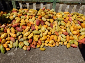 Recently harvested cocoa pods ready for processing